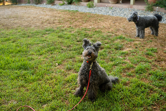 veni and pam dog training 2022-111