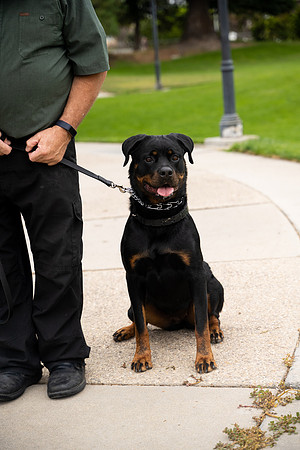 veni and pam dog training 2022-38