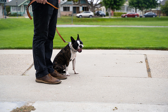 veni and pam dog training 2022-3