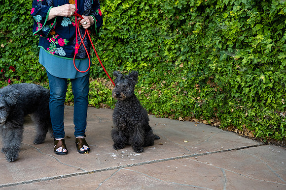 veni and pam dog training 2022-72