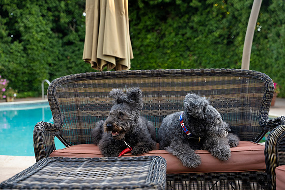 veni and pam dog training 2022-90
