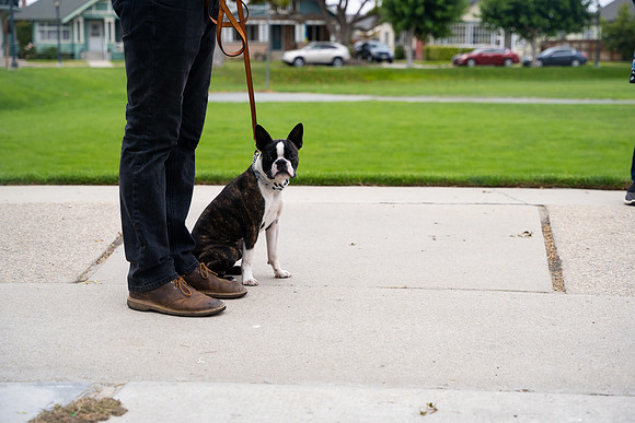 veni and pam dog training 2022-4