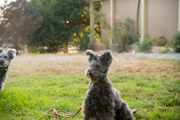 veni and pam dog training 2022-101