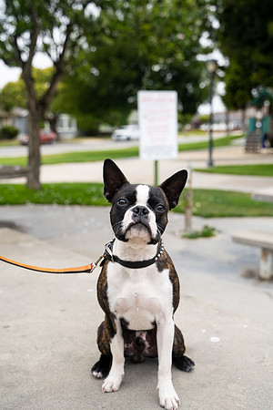 veni and pam dog training 2022-13