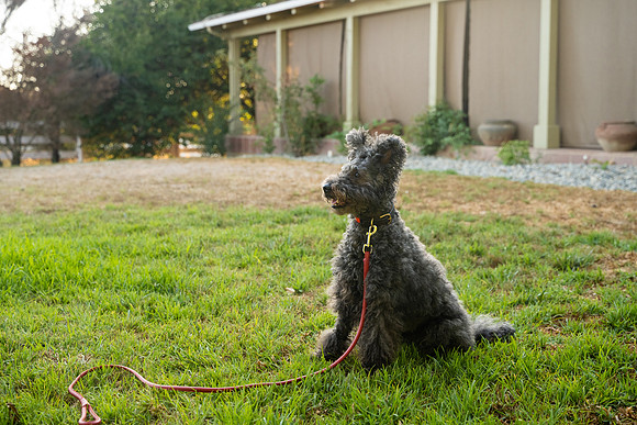 veni and pam dog training 2022-103