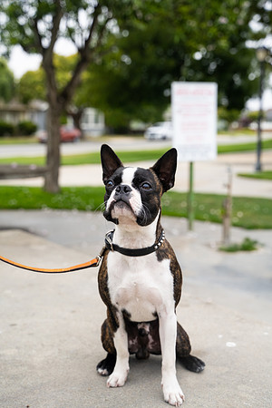 veni and pam dog training 2022-12