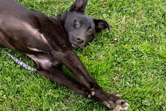 Lucky Paws (19)