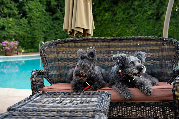 veni and pam dog training 2022-89