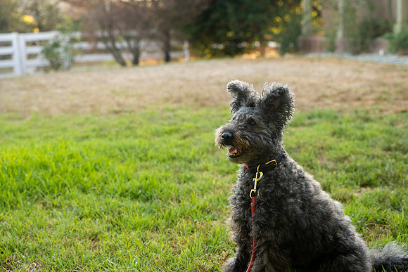 veni and pam dog training 2022-126