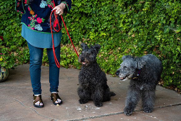 veni and pam dog training 2022-68