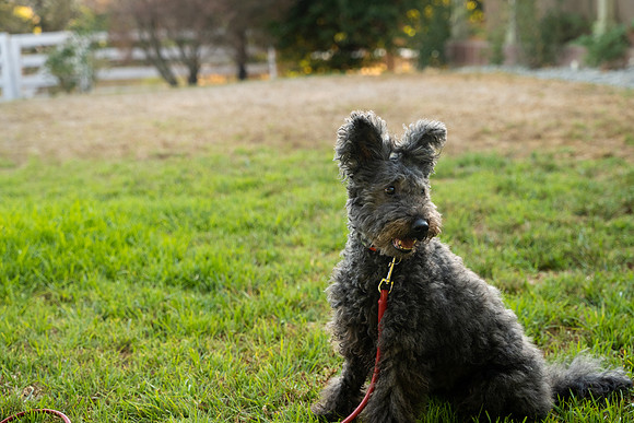 veni and pam dog training 2022-127