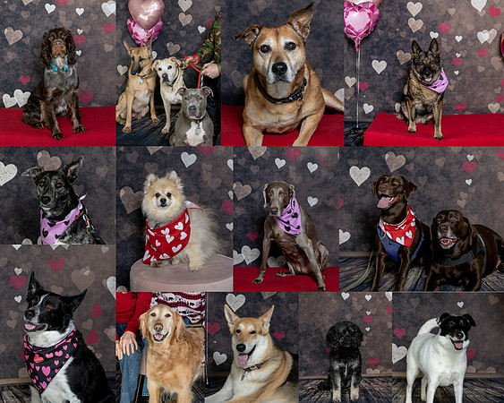 k9 swim collage