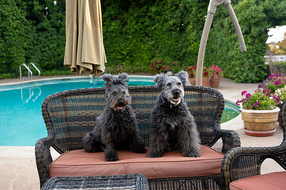 veni and pam dog training 2022-87