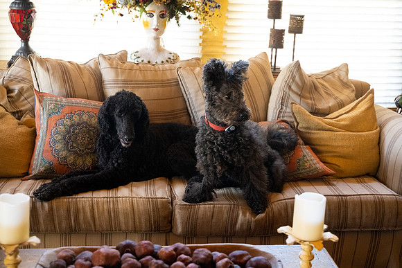 veni and pam dog training 2022-50