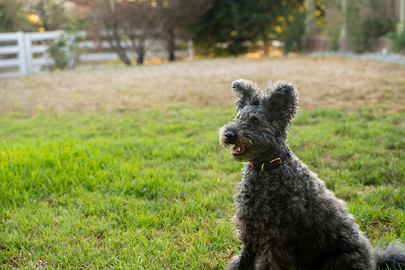 veni and pam dog training 2022-125