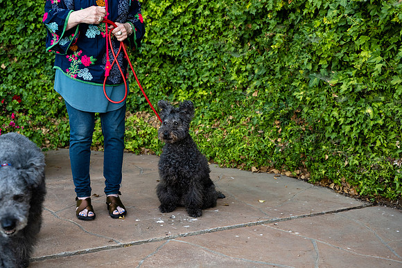 veni and pam dog training 2022-73