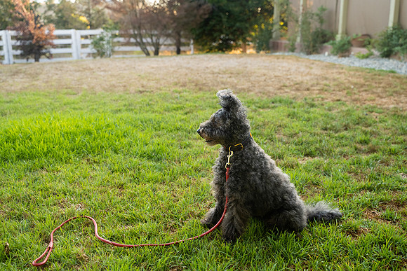veni and pam dog training 2022-120