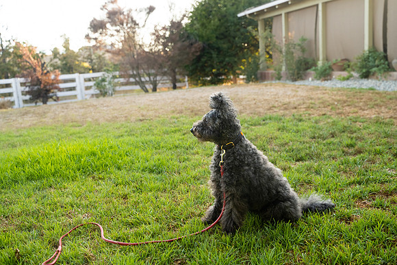 veni and pam dog training 2022-122
