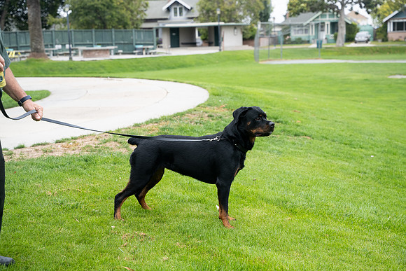 veni and pam dog training 2022-21
