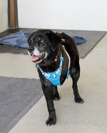 Joe Black k9 swim (1)