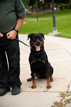 veni and pam dog training 2022-37