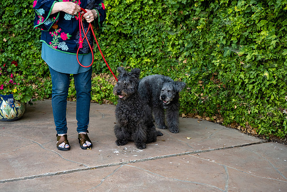 veni and pam dog training 2022-69
