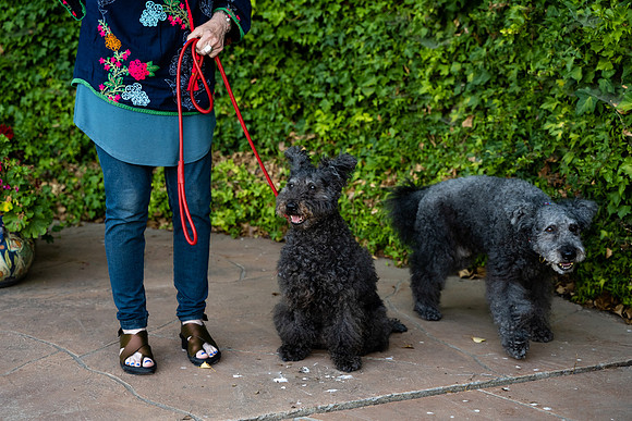 veni and pam dog training 2022-66