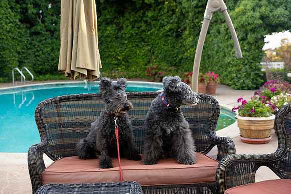 veni and pam dog training 2022-85