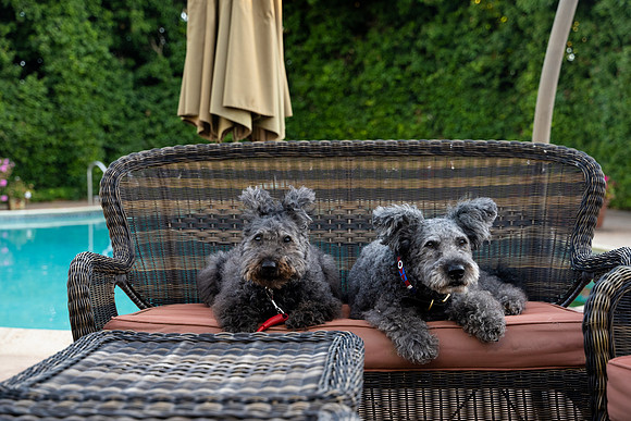 veni and pam dog training 2022-95