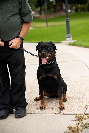 veni and pam dog training 2022-36