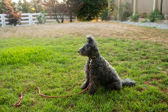 veni and pam dog training 2022-121