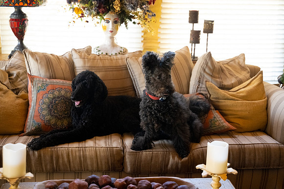 veni and pam dog training 2022-48