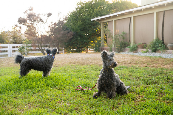 veni and pam dog training 2022-99