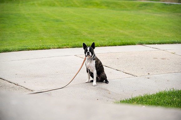 veni and pam dog training 2022-11