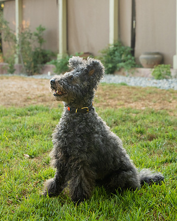 veni and pam dog training 2022-105