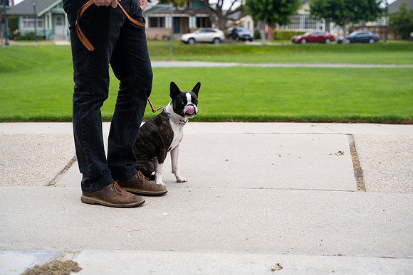 veni and pam dog training 2022-1
