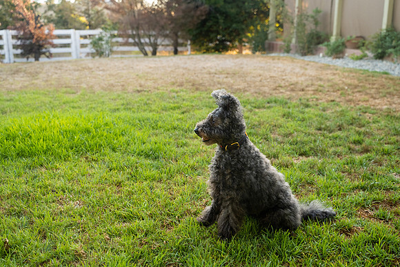 veni and pam dog training 2022-119