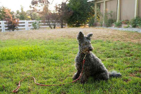 veni and pam dog training 2022-129