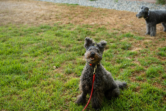 veni and pam dog training 2022-110