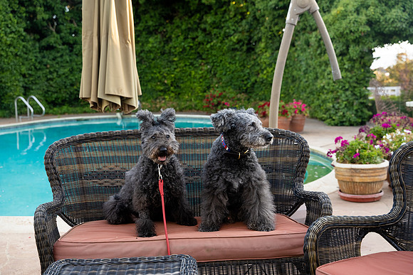 veni and pam dog training 2022-84
