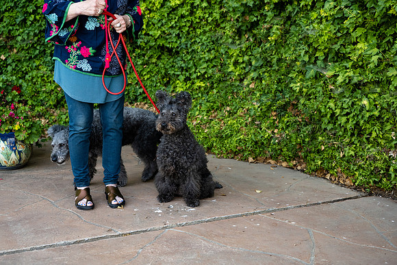 veni and pam dog training 2022-70