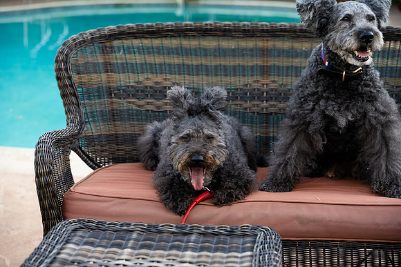 veni and pam dog training 2022-88