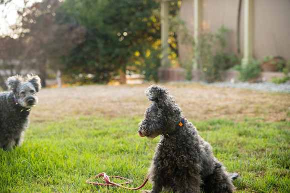 veni and pam dog training 2022-102