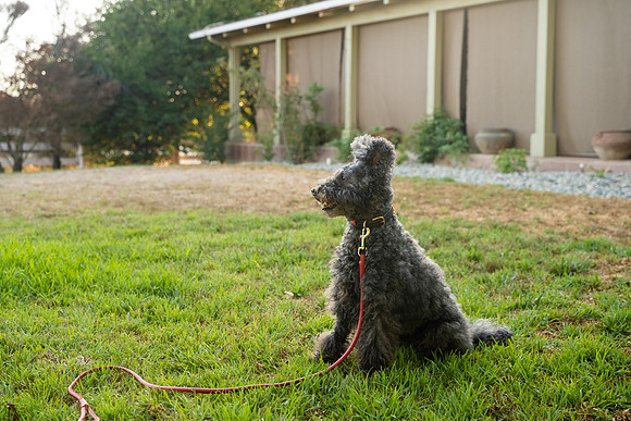 veni and pam dog training 2022-104
