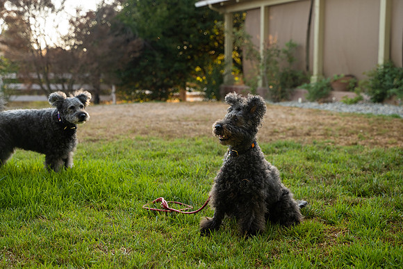 veni and pam dog training 2022-96
