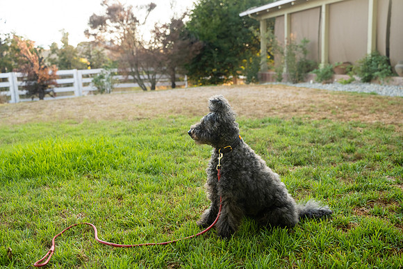 veni and pam dog training 2022-123