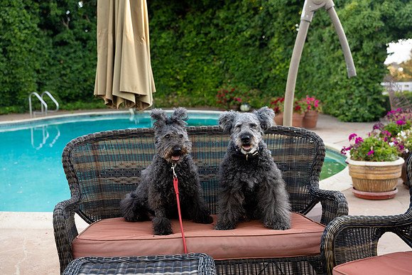 veni and pam dog training 2022-86