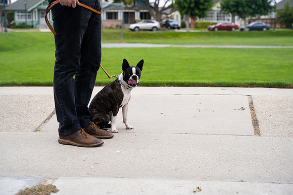 veni and pam dog training 2022-2