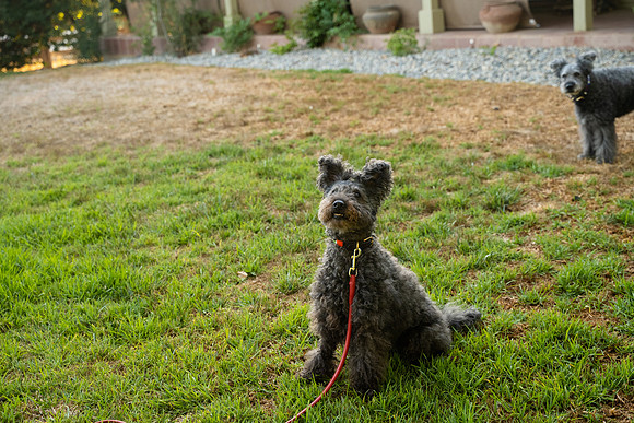 veni and pam dog training 2022-109