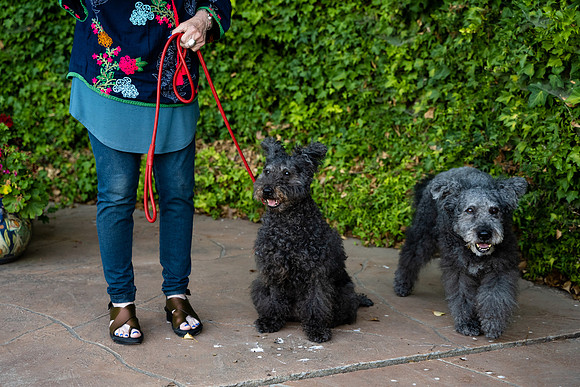 veni and pam dog training 2022-67